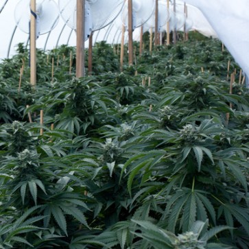 Bubba Kush Feminised Hemp Seeds